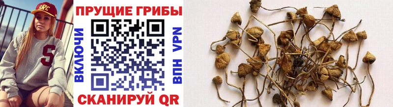 купить наркотик  Духовщина  Псилоцибиновые грибы Psilocybine cubensis 